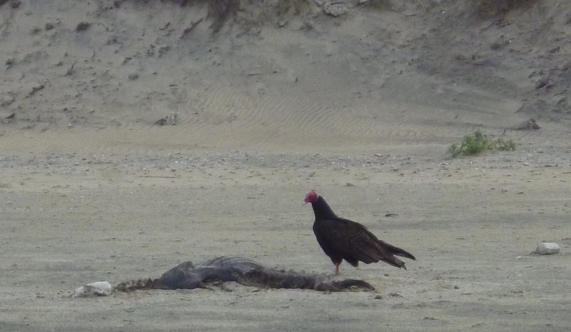 097 North Beach Vulture 6th Sep 2012.jpg